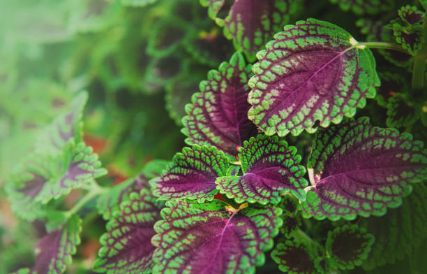 istock Beautiful summer nature background with green leaves 1757491863
