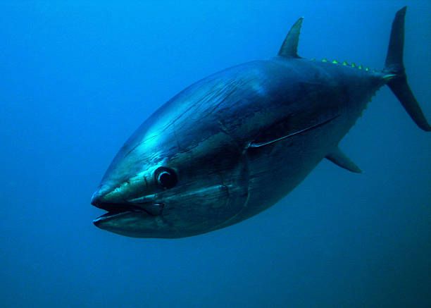 Enormous tuna fish in a blue background
