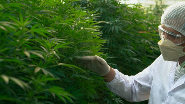 istock Professional doctor use tablet checking plants in a hemp field. 1757498535