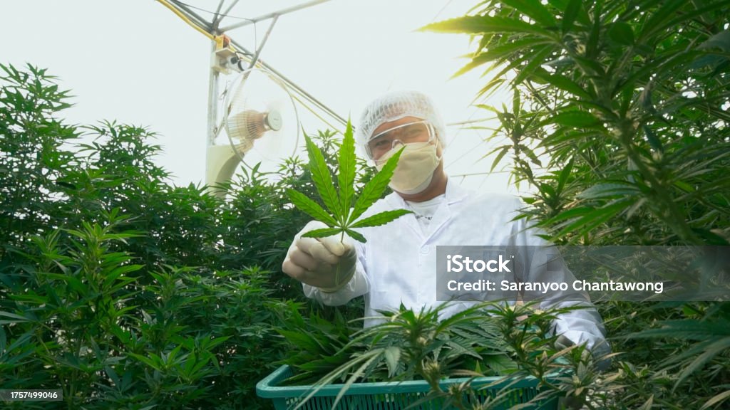 A hivatásos tisztek marihuánát gyűjtenek kannabiszt egy kendermezőn. - Jogdíjmentes Kender témájú stock fotó A hivatásos tisztek marihuánát gyűjtenek kannabiszt egy kendermezőn. - Jogdíjmentes Kender témájú stock fotó