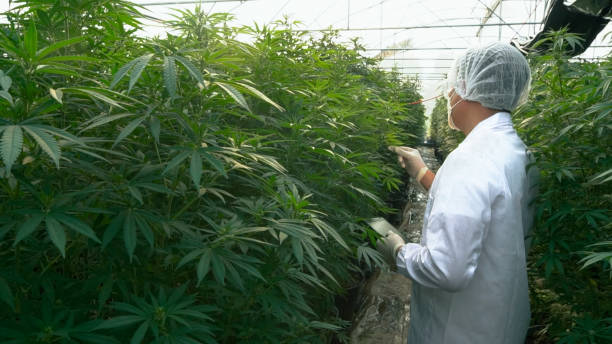 istock Professional doctor use tablet checking plants in a hemp field. 1757499059