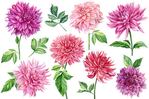 Dahlia flowers set. Flower isolated on white background, watercolor botanical painting, delicate flower clipart. High quality illustration