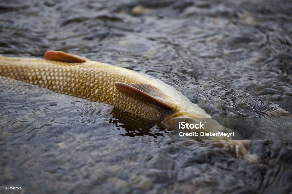 Pesci morti sul fiume contaminate - Foto stock royalty-free di Acqua