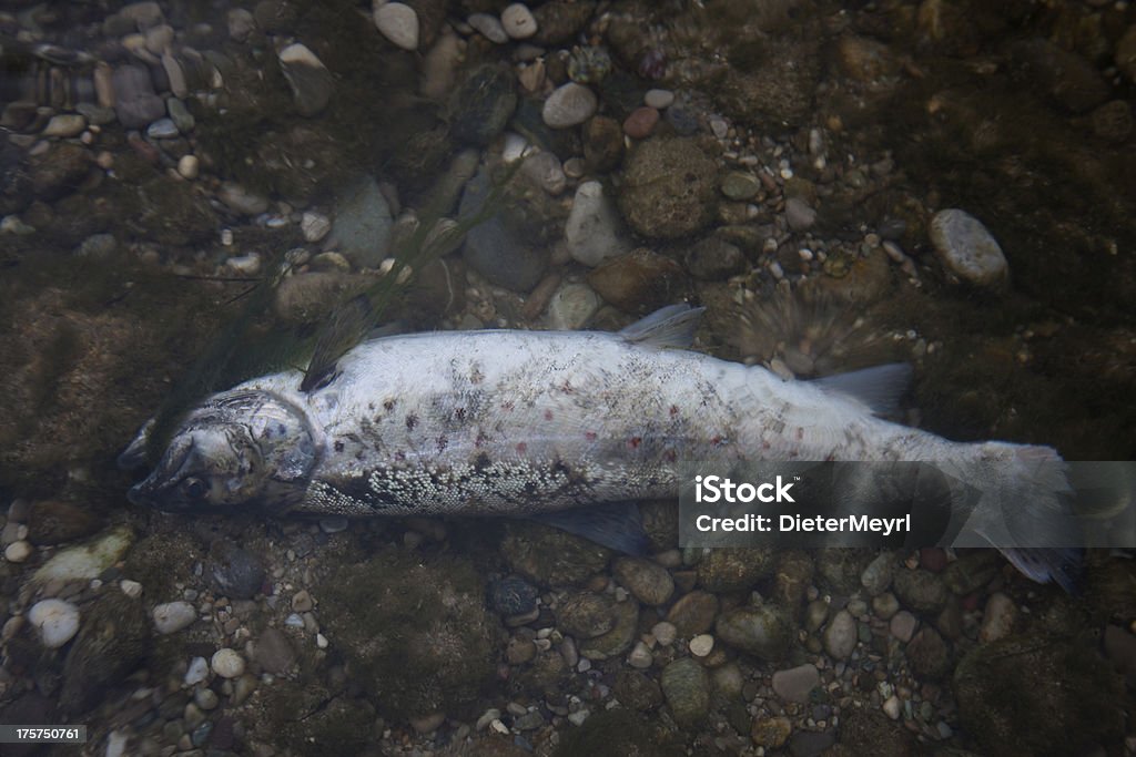 Мертвая Рыба в загрязненных Река - Стоковые фото Аварии и катастрофы роялти-фри