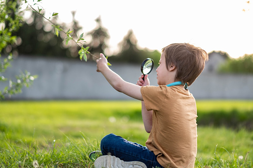 a boy looks at a leaf with a magnifying glass in nature