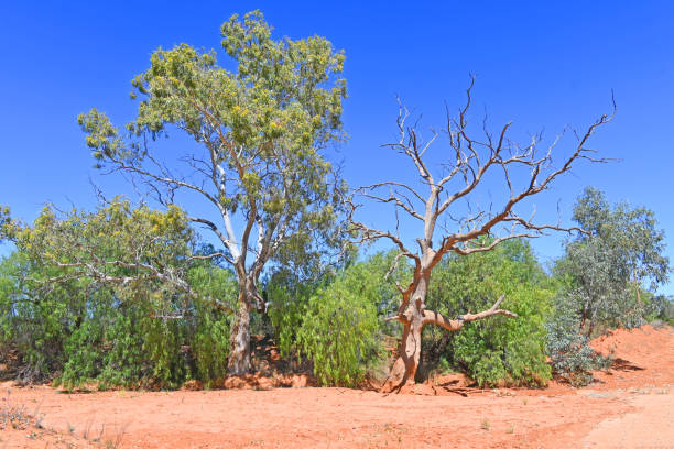 istock Dead gum tree in a dried river bank 1757510987