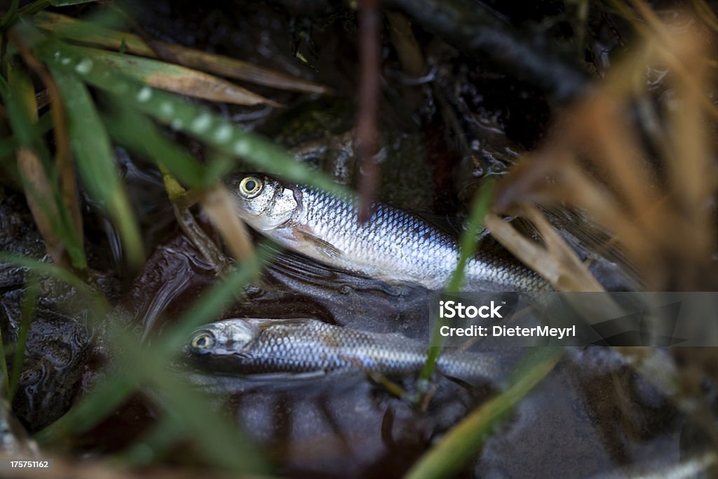 Peces muertos en río contaminadas - Foto de stock de Accidentes y desastres libre de derechos