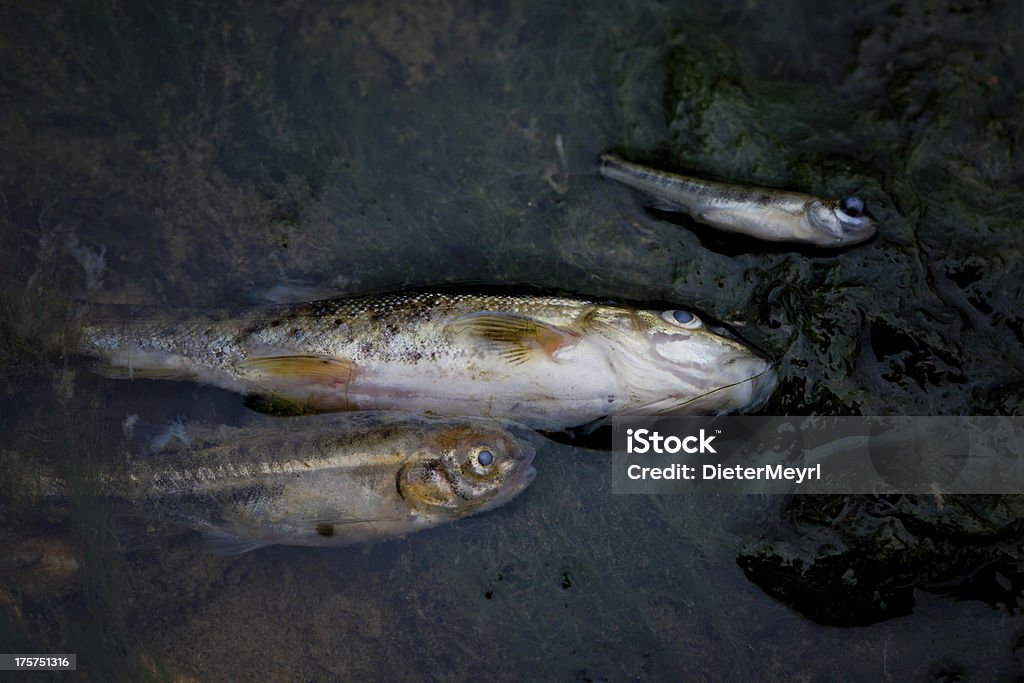 死んだ魚の汚染されている川 - 下水�のロイヤリティフリーストックフォト