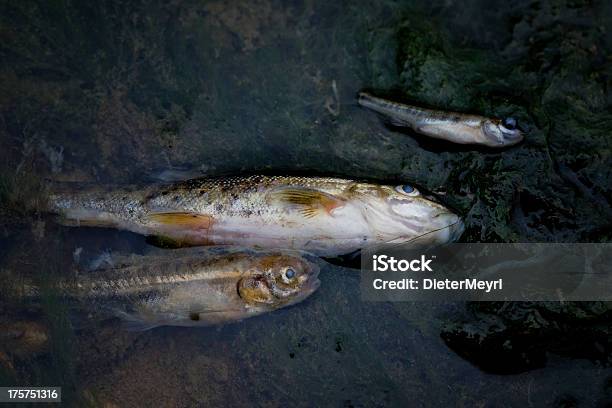 Мертвая Рыба В Загрязненных Река — стоковые фотографии и другие картинки Аварии и катастрофы - Аварии и катастрофы, Без людей, Вода