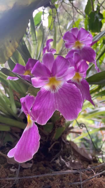 Purple-flowered orchid. Orchidaceae. Vertical video.