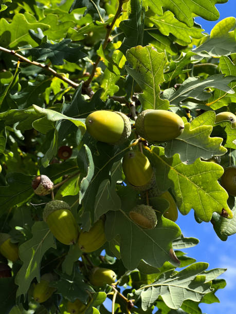 istock Green acorns and leaves on a oak tree, blue sky in the background 1757514061