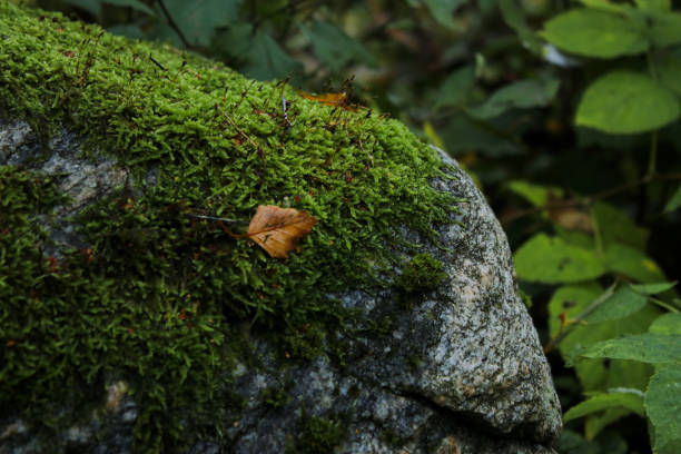 istock Close up of a huge stone with green moss and blurred background 1757514695