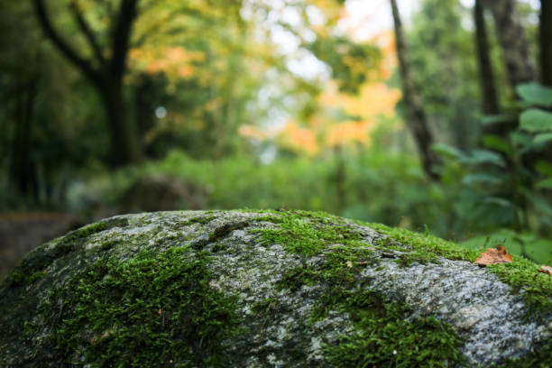 istock Natural stone podium wallpaper with green moss and blurred background 1757514815