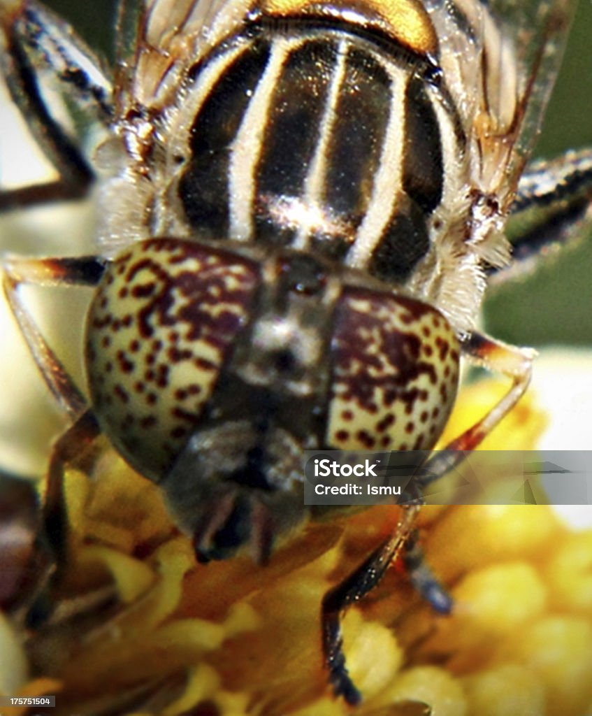 Honey Bee a honey bee on a flower Activity Stock Photo