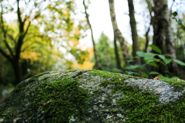 Natural stone podium wallpaper with green moss and blurred background
