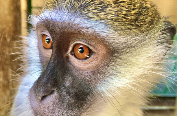 Free Stock Photo of A monkey with white hair | Download Free Images and ...