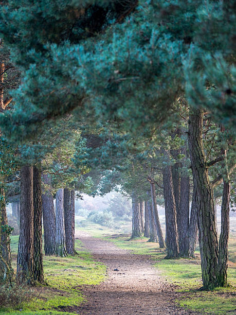 Fila di alberi - foto stock