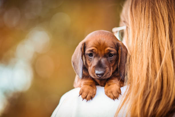 istock Dachshund cute puppy 1757528945