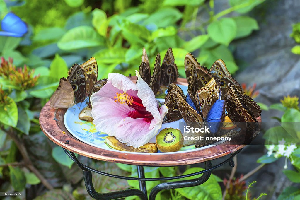 Giardino delle farfalle - Foto stock royalty-free di Ala di animale