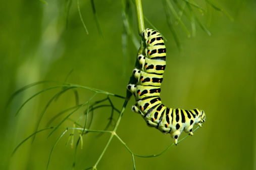 Caterpillar of the Old World Swallowtail (Papilio machaon) likes to eat the sprig of dill from the end, in Uppland, Sweden