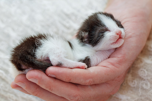 Newborn baby kitten in male hand. Love nature and Adopt pet concept.