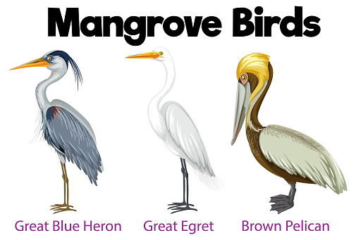 A vibrant illustration of mangrove birds in a cartoon-like vector art
