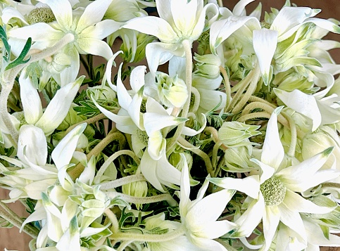 Horizontal extreme closeup photo of bunches of soft white Flannel flowers with pale green centres in a Florist shop display in Spring. Armidale, New England high country NSW.m