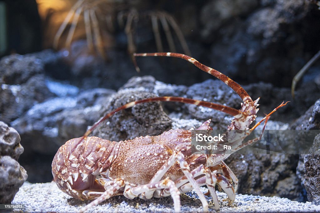 Aquário peixes - Foto de stock de Animal royalty-free