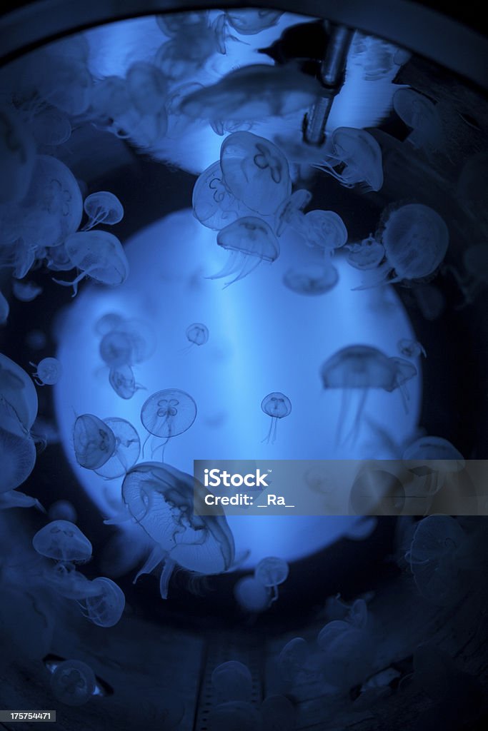 Pesce d'acquario - Foto stock royalty-free di A forma di stella