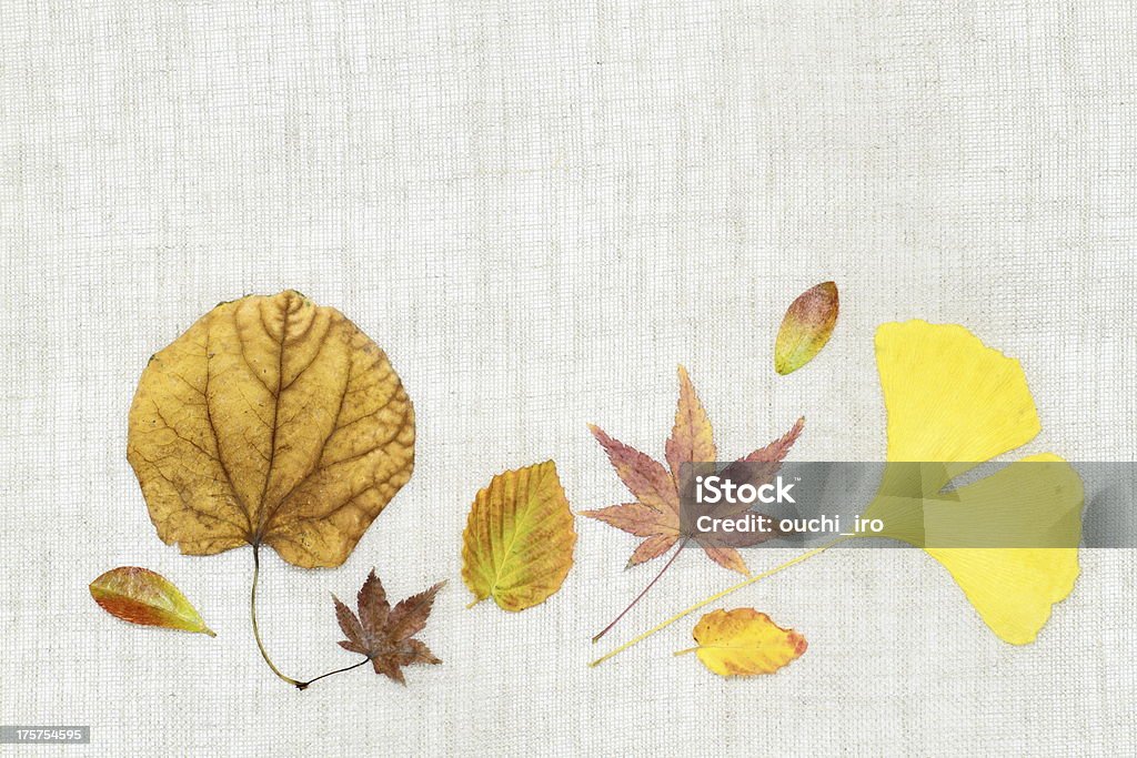 Arrangiamento di caduta foglie - Foto stock royalty-free di Acero