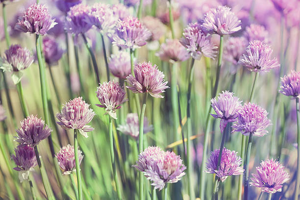 istock Chive herb flowers on beautiful bokeh background pastel colors 175754677