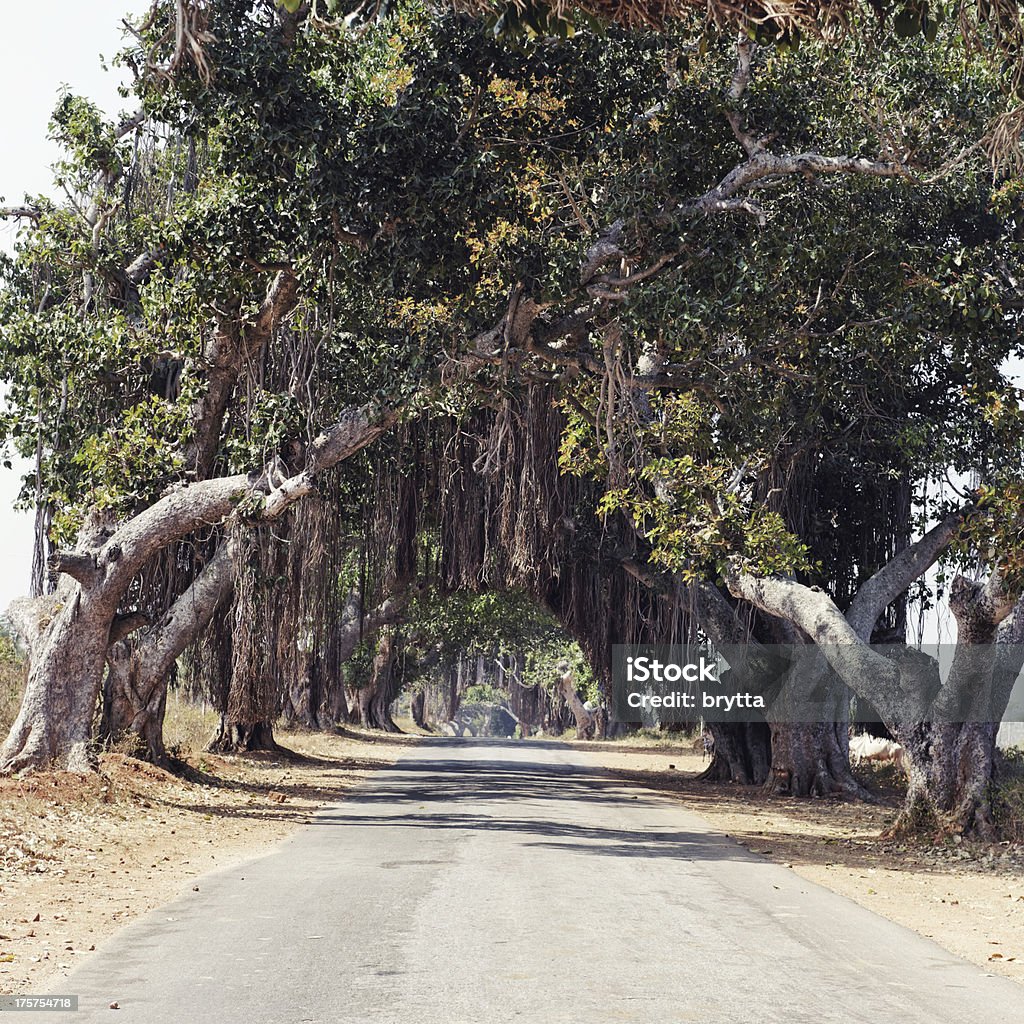 Номер Banyan деревьев - Стоковые фото Баньян роялти-фри