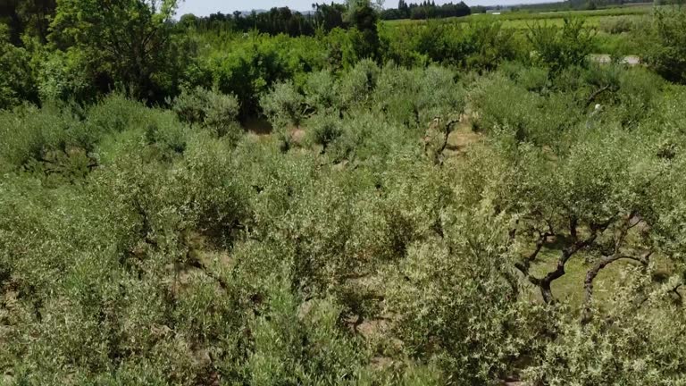 Drone flight through olive tree home with beautiful mirrored old trees in Provance southern France