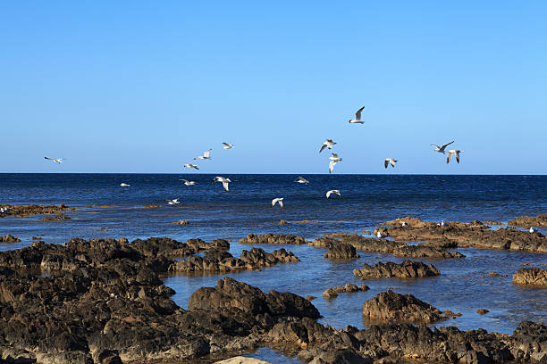 istock seascape with black rocks and seagulls 175755092