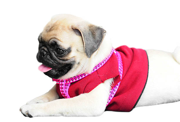 istock Cute pug dog with funny face . 175755222