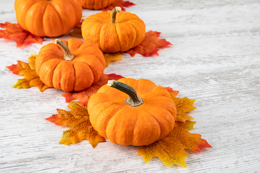 Mini pumpkins with autumn leaves on orange colored background