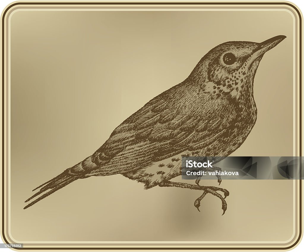 Pájaro zorzal real, de la mano con el dibujo. Ilustración vectorial. - arte vectorial de Grabado al aguafuerte libre de derechos