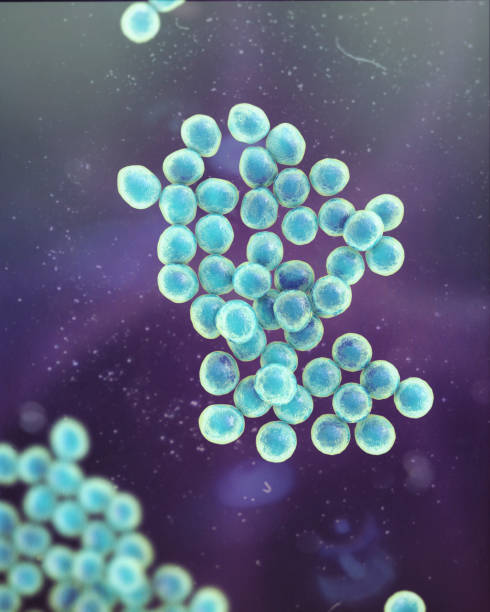 bacterias staphylococcus, ilustración 3d. - staphylococcus epidermidis fotografías e imágenes de stock