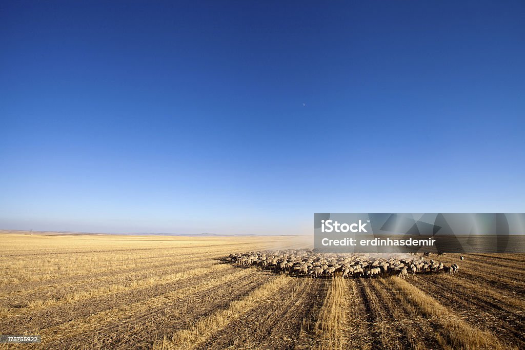 Troupeau de moutons - Photo de Agneau - Animal libre de droits