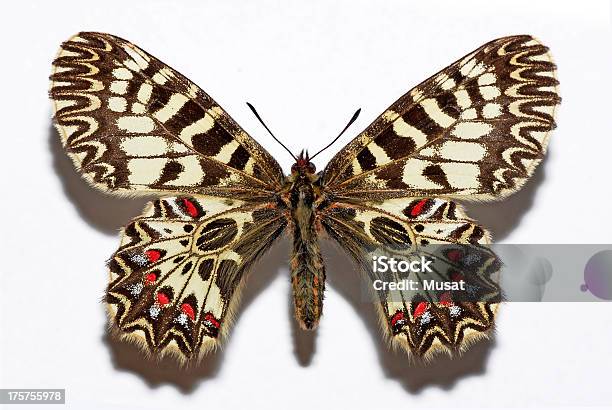 Borboleta Isolada Festoon Do Sul - Fotografias de stock e mais imagens de Borboleta - Borboleta, Figura para recortar, Abdómen