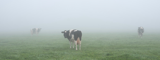 spotted black and white cows graze in dense morning mist in green grassy summer meadow