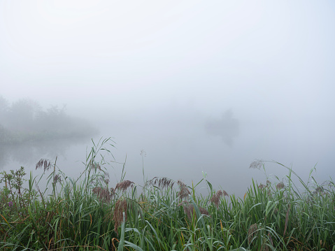 fog and mist gives early morning stillness on small lake with reeds and grass on embankment