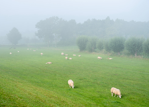 sheep graze near trees in morning mist seen from grassy dike of river rhine in the netherlands