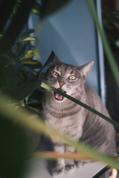 istock Cat portrait eating house plant 1757562597