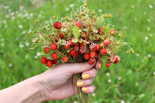 Bunch of red ripe wild strawberries in a hand close up on green meadow background blur.