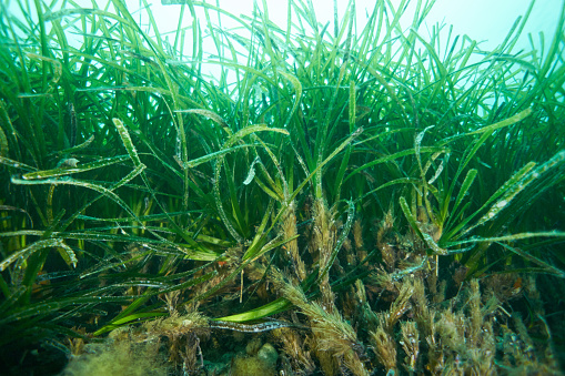 A long stringy kelp, Desmarestia aculeata or \