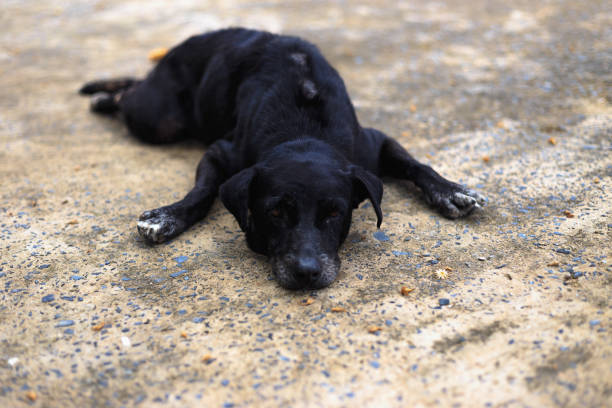 istock There is one dog in the temple. 1757567219