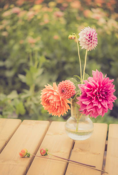 istock Colourful Dahlias In Full Bloom In A Vase 1757572398
