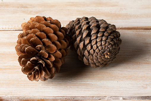 Spruce branch with pinecones isolated on white background with clipping path