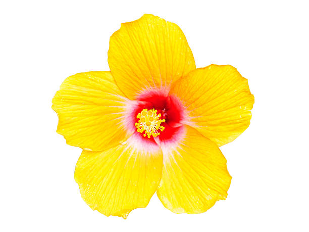 istock Yellow hibiscus flowers 175757486